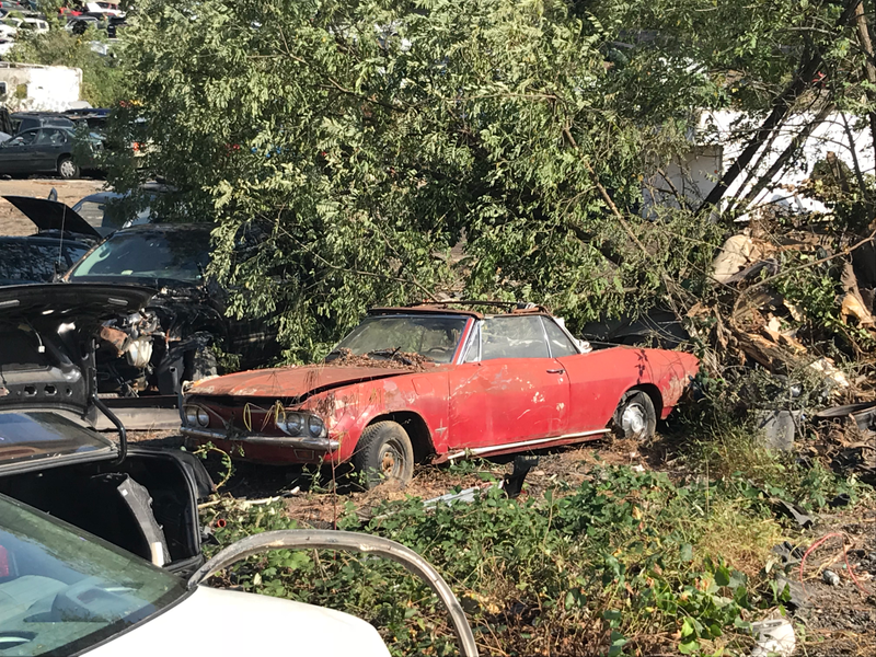 Chevy Corvair Monza being reclaimed by nature. This also made me sad.